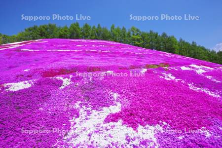 東藻琴芝桜公園