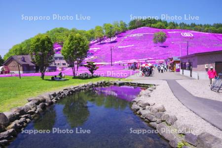 東藻琴芝桜公園