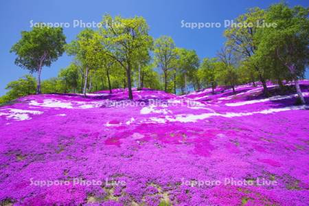 東藻琴芝桜公園