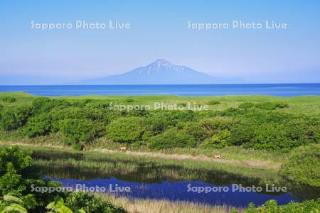 利尻島と日本海