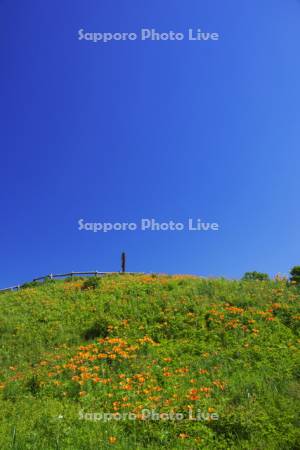 小清水原生花園