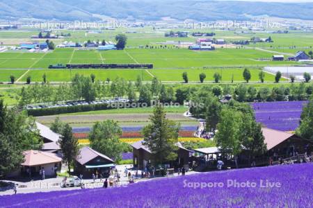 富良野・美瑛ノロッコ号