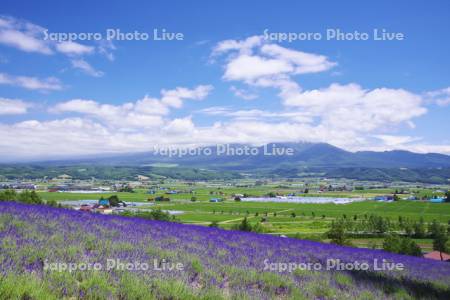 ファーム富田と十勝岳連峰