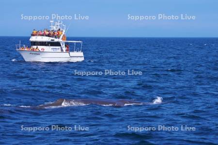 マッコウクジラと観光船