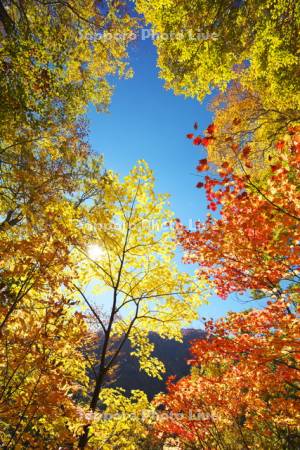 ブナ原生林の紅葉