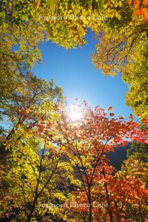 ブナ原生林の紅葉