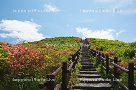 球島山とツツジ