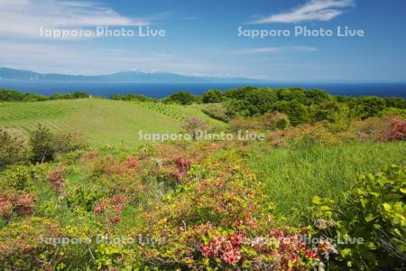 球島山とツツジ