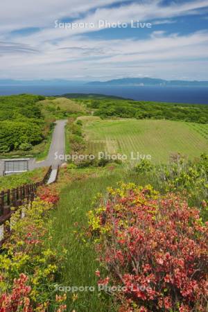 球島山とツツジ