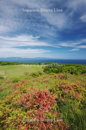 球島山とツツジ