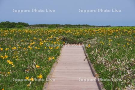 金浦原生花園