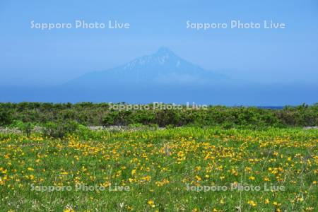 金浦原生花園と利尻島