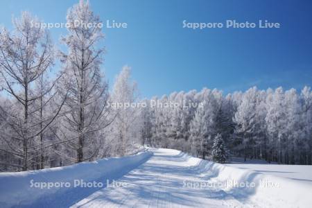 樹氷と冬の道