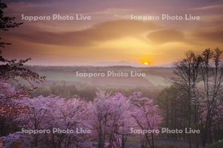 深山峠の日の出と桜と大雪山