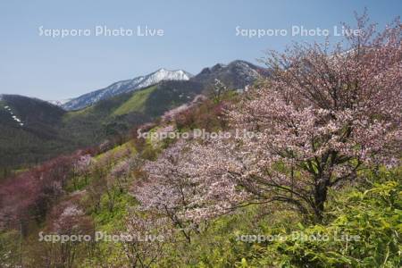 清水円山展望台の桜と日高山脈