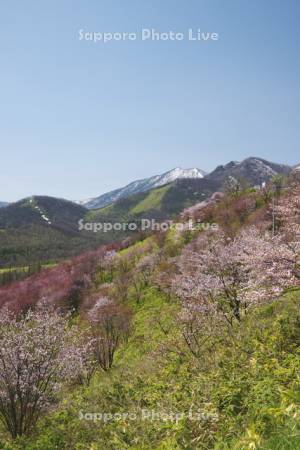 清水円山展望台の桜と日高山脈