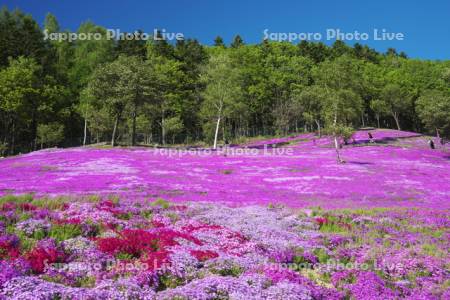 芝ざくら滝上公園