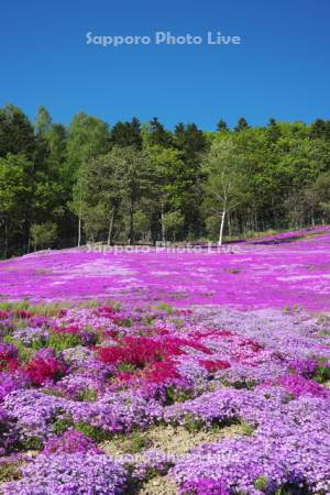 芝ざくら滝上公園