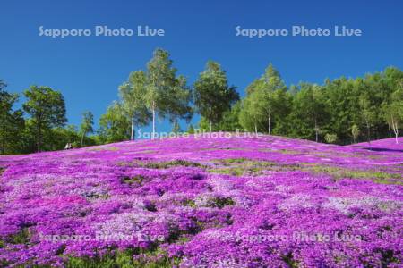 芝ざくら滝上公園