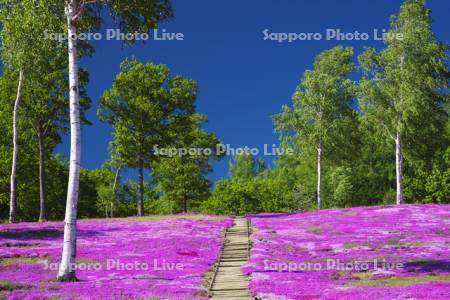 芝ざくら滝上公園