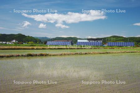 水田と太陽光パネル