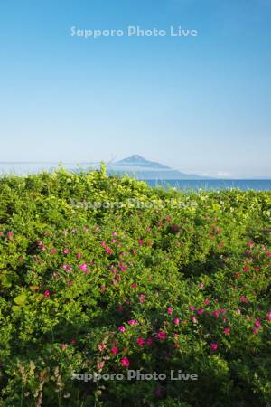 利尻島とサロベツ原野のハマナスと日本海