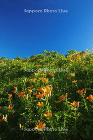 小清水原生花園