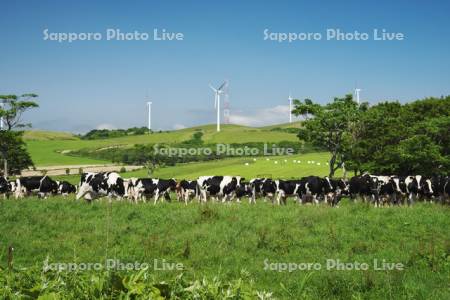 風力発電とウシの放牧