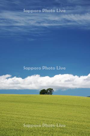 親子の木と麦畑と雲