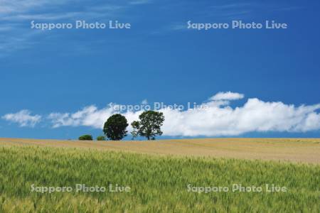 親子の木と麦畑と雲