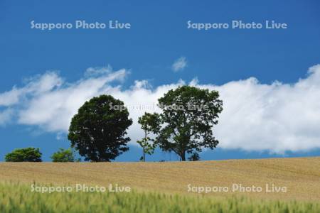 親子の木と麦畑と雲