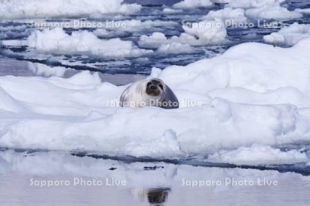 流氷とクラカケアザラシ