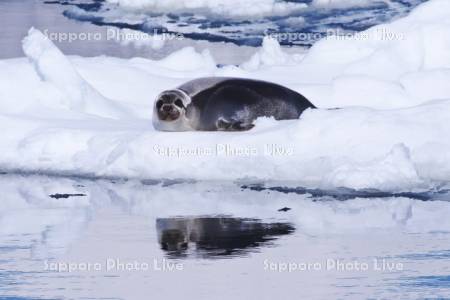 流氷とクラカケアザラシ