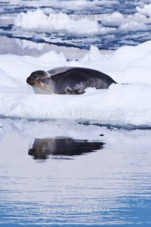 流氷とクラカケアザラシ