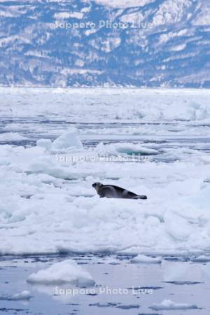 流氷とクラカケアザラシと知床連山