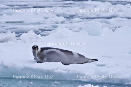 流氷とクラカケアザラシ