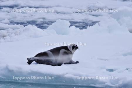 流氷とクラカケアザラシ