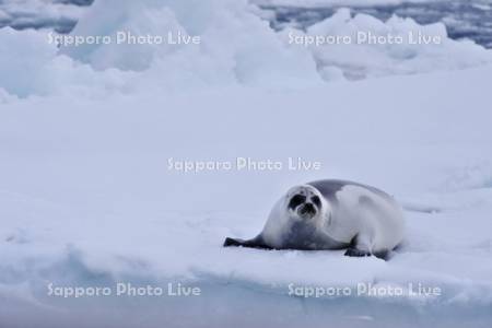 流氷とクラカケアザラシ