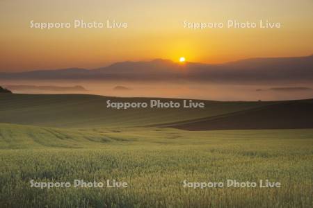 大雪山の日の出と麦畑と朝霧