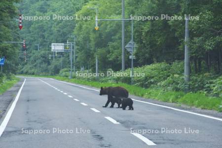 道路を横断するヒグマの親子