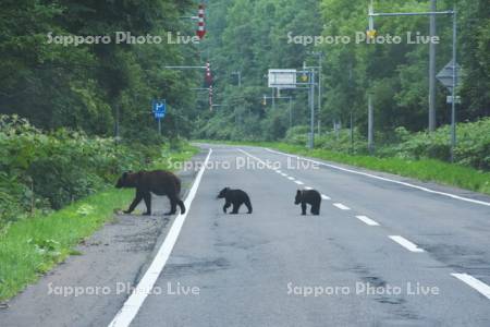 道路を横断するヒグマの親子