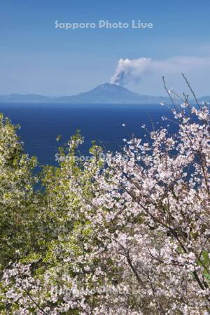 魚見岳自然公園の桜と桜島の噴煙