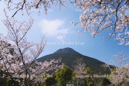 かいもん山麓ふれあい公園の桜と開聞岳
