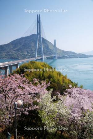 多々羅大橋と桜