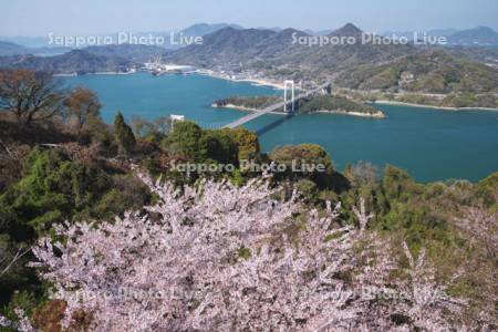 カレイ山展望公園の桜と伯方島
