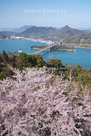カレイ山展望公園の桜と伯方島