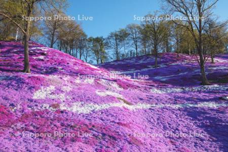 ひがしもこと芝桜公園のシバザクラ