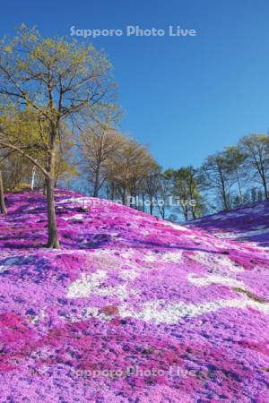 ひがしもこと芝桜公園のシバザクラ