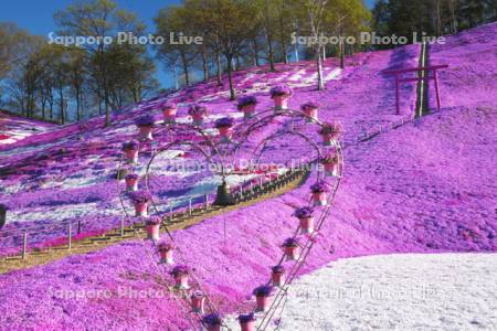 ひがしもこと芝桜公園のシバザクラ