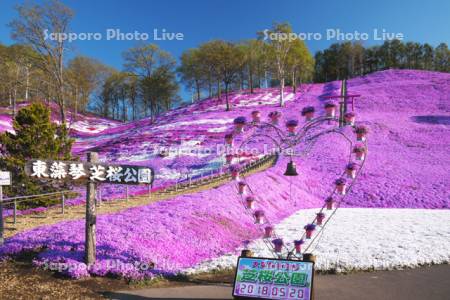 ひがしもこと芝桜公園のシバザクラ